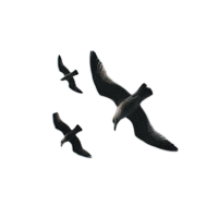 Elder Gull VC